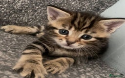 Mixed Breed cats for sale: Beautiful kittens   (8 weeks old) - Image 1