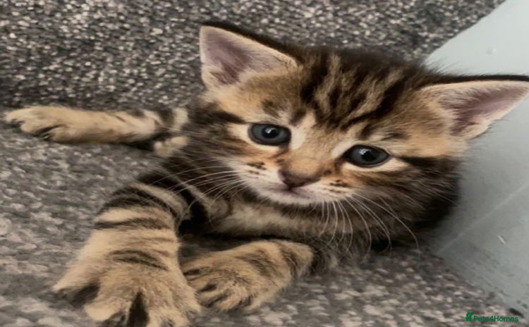 Mixed Breed cats - Advert 15