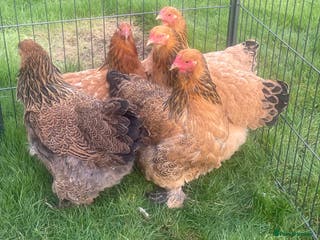 Chickens poultry Brahma hens - Advert 17