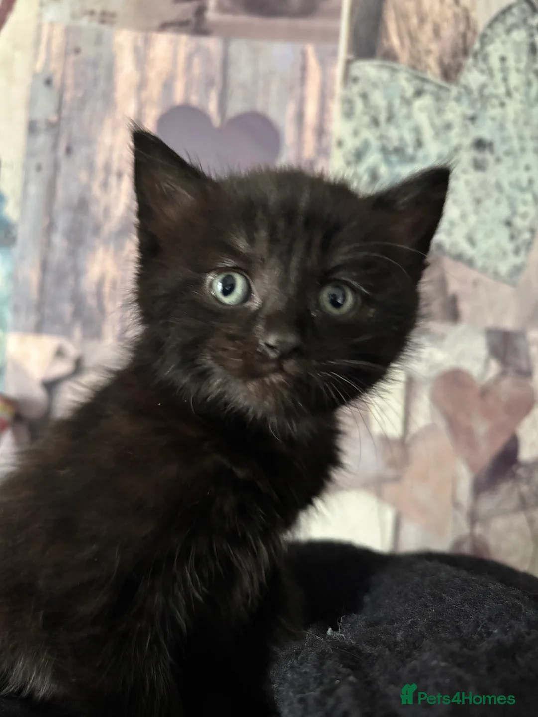 Mixed Breed cats for sale: Beautiful kittens  - Advert 2