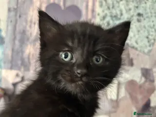 Mixed Breed cats Beautiful kittens - Advert 10