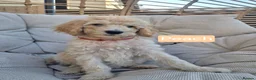 Labradoodle dogs for sale: Standard Multigeneration Labradoodle Backcross - Advert 8