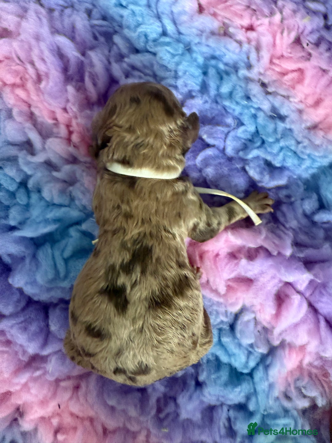 Cockapoo dogs for sale: F2bb Cockapoo Chocolate Merle Puppies  - Image 5