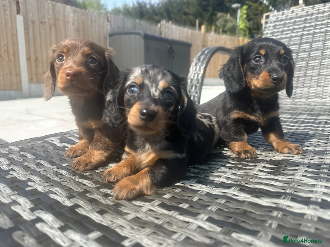 Miniature Dachshund dogs for sale: ✨MINI LONG HAIRED DACHSHUNDS ✨KC ✨ - Advert 1