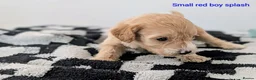 Cavapoochon dogs for sale: PRA Clear genetically DNA Tested Cavapoochons in Towcester - Advert 17
