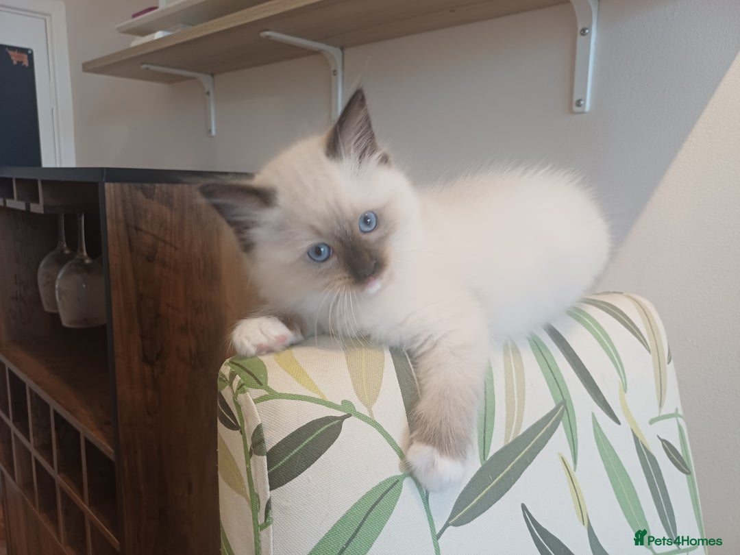 Ragdoll cats for sale: Ragdoll Kittens for Sale - Image 8