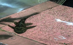 Plecos fish for sale: Speckled Pleco - Image 2