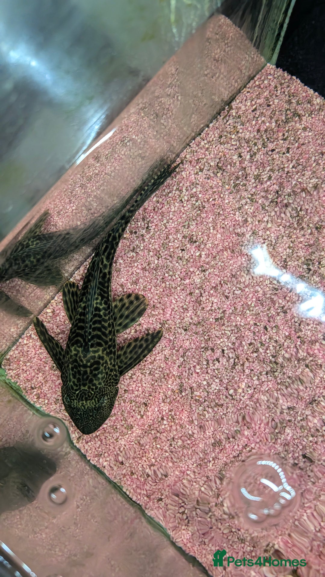 Plecos fish for sale: Speckled Pleco - Image 2