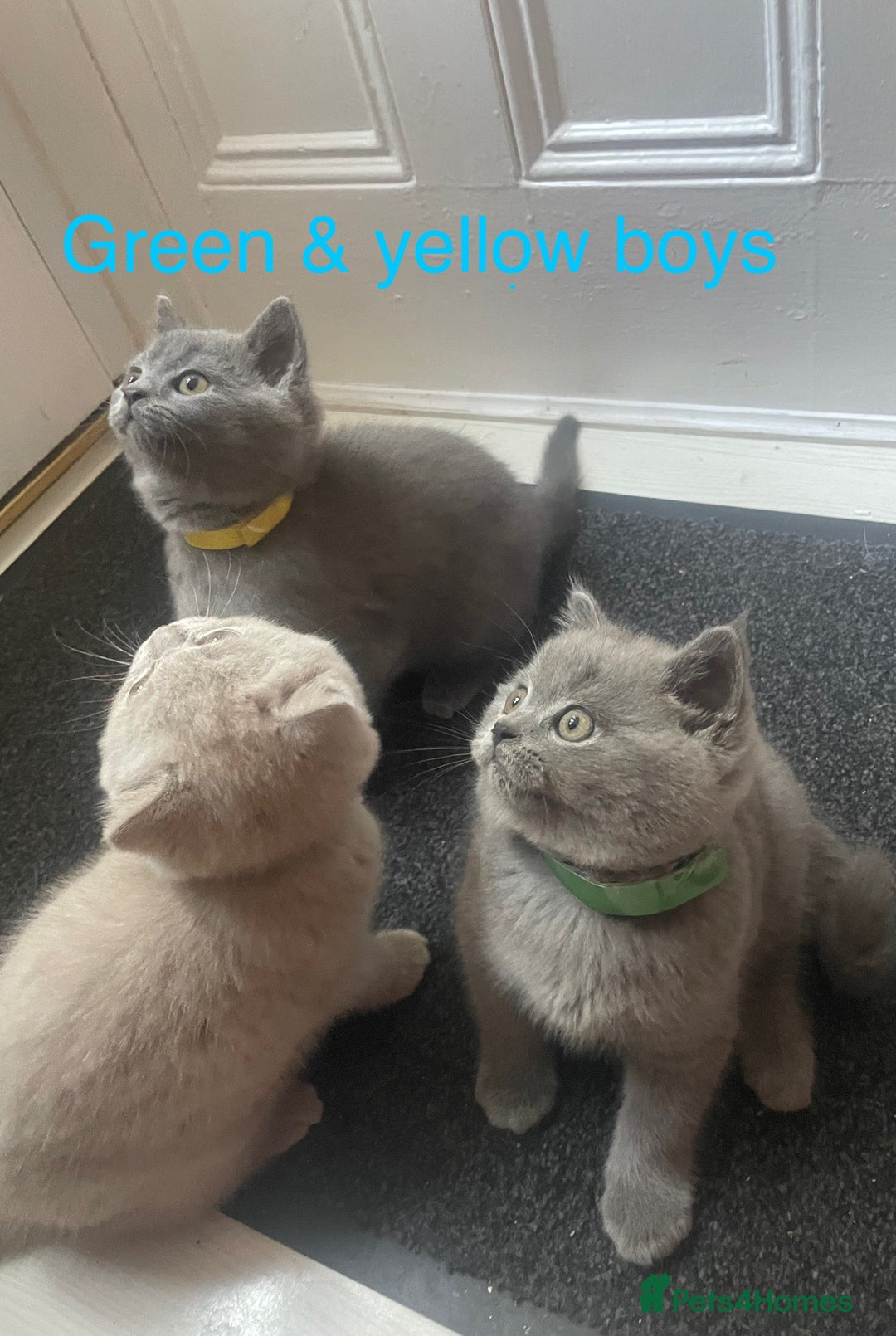 British Shorthair cats for sale: Beautiful British short hair kittens  - Image 8