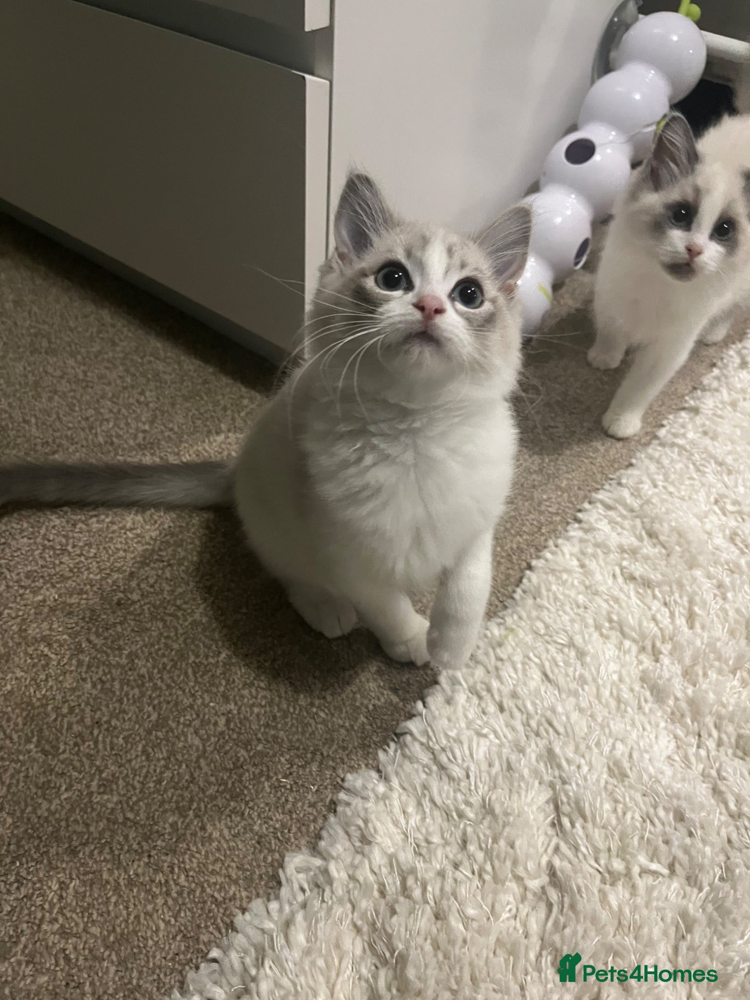 Ragdoll cats 1 Male ragdoll kitten left  - Advert 12