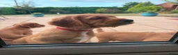 Cocker Spaniel dogs for sale: Red Working Cocker Spaniels - Advert 11