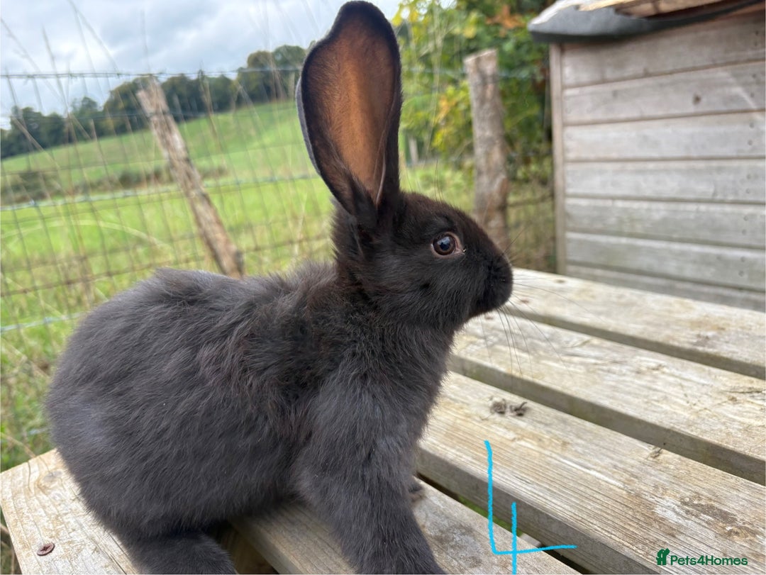 Continental Giant rabbits for sale: Pure breed very large Giant continental rabbits  - Image 14