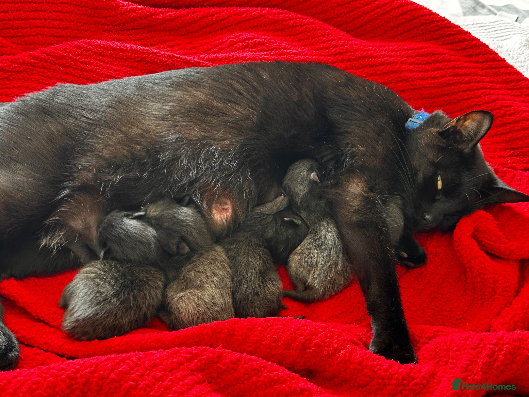 British Shorthair cats for sale: 4 beautiful kittens in Lincoln - Advert 1