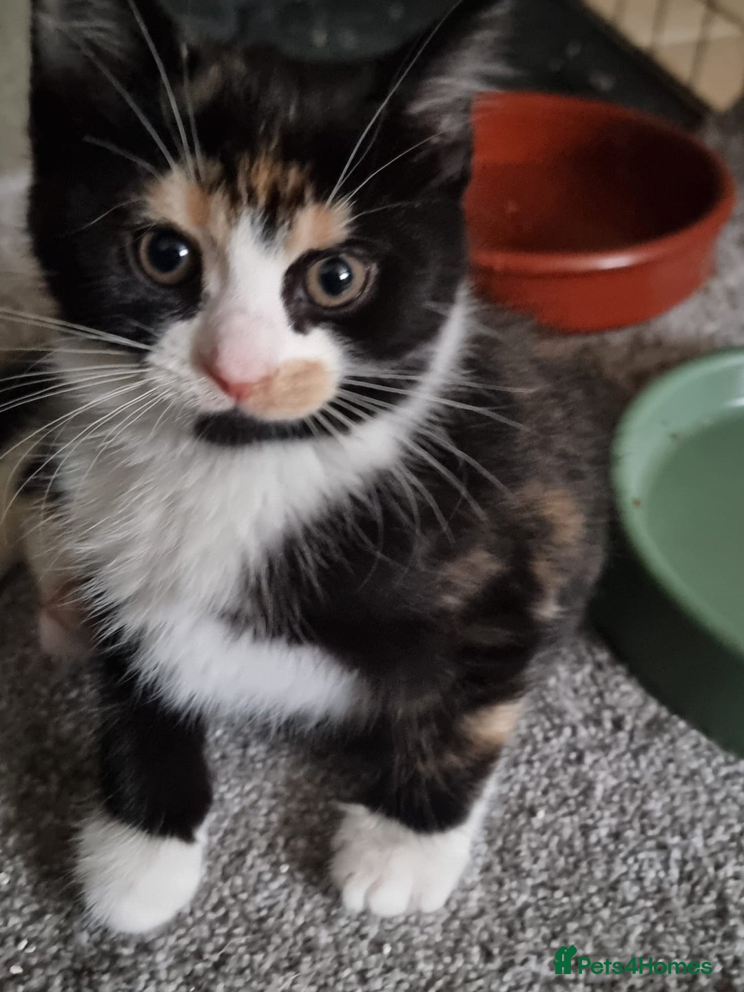 Mixed Breed cats for sale: Ginger tuxedo kittens  - Advert 17