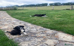 Border Collie dogs for sale: Border collie puppies  - Image 10