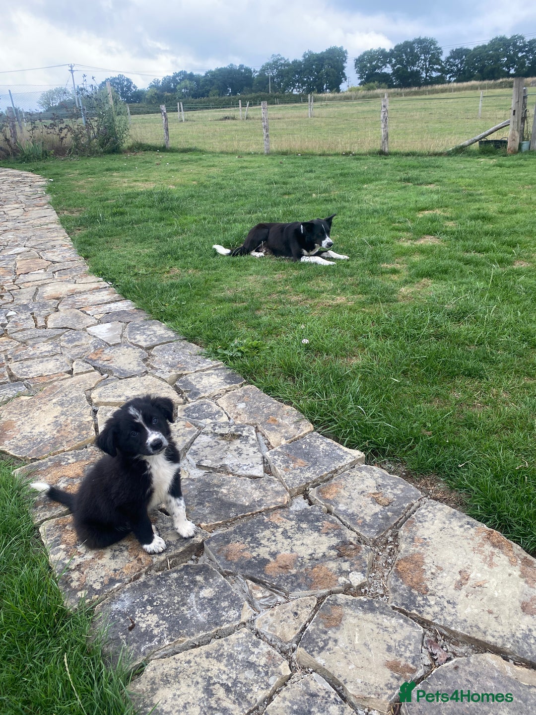 Border Collie dogs for sale: Border collie puppies  - Image 10