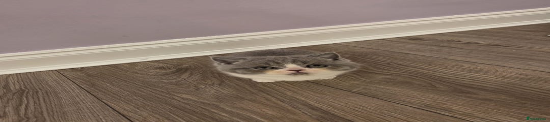 British Shorthair Kitten 2