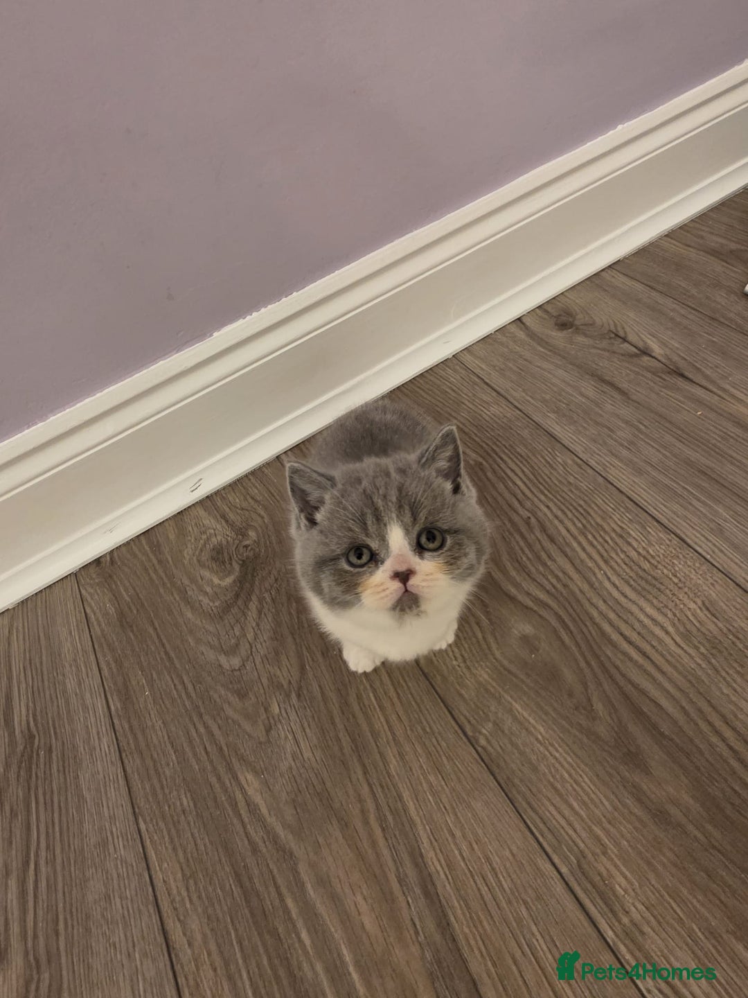 British Shorthair cats for sale: British shorthair - Advert 12