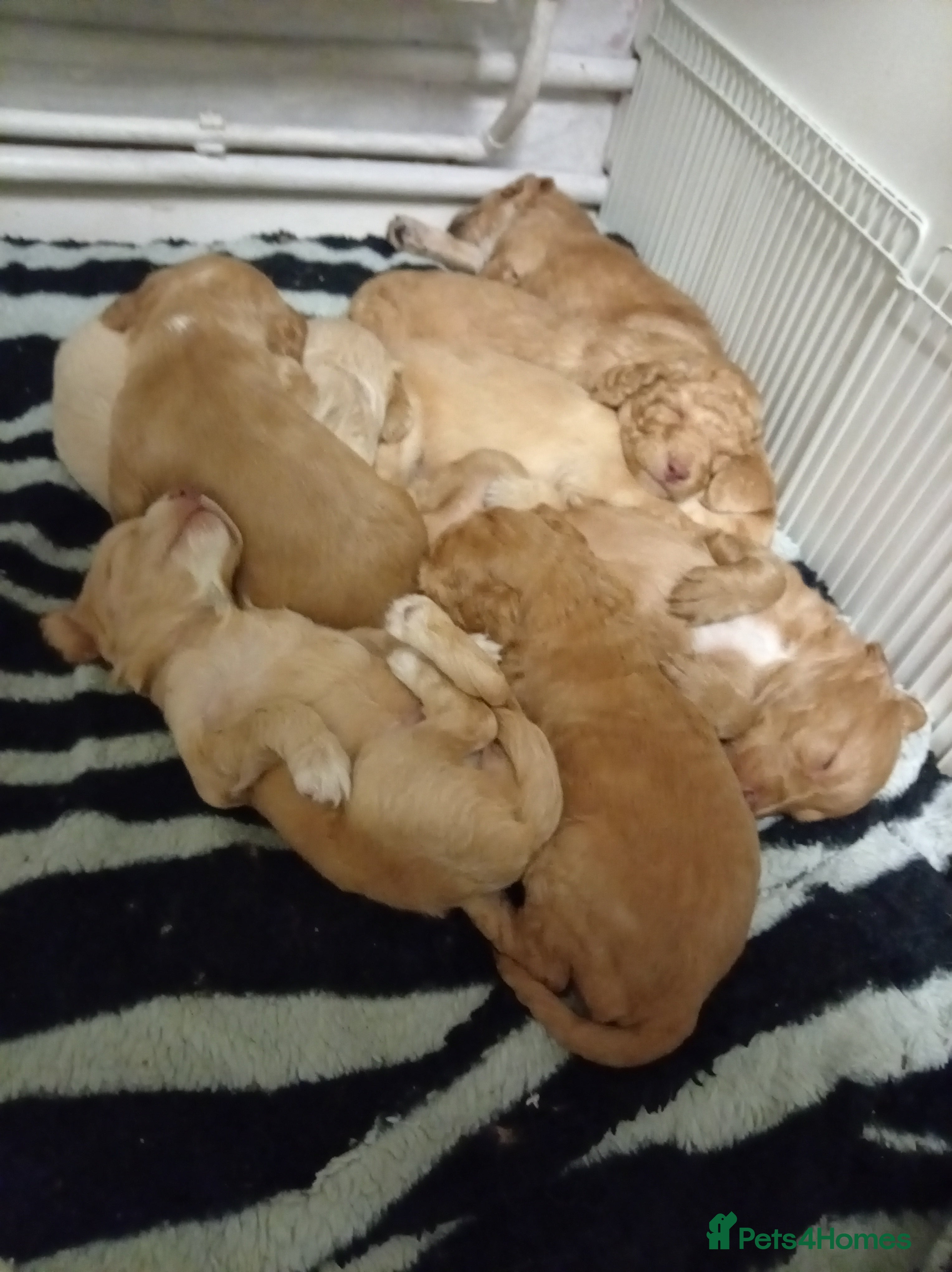 Cockapoo dogs 8 Beautiful Cockapoos puppies - Advert 2