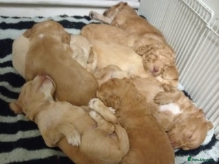 Cockapoo dogs 8 Beautiful Cockapoos puppies - Advert 2