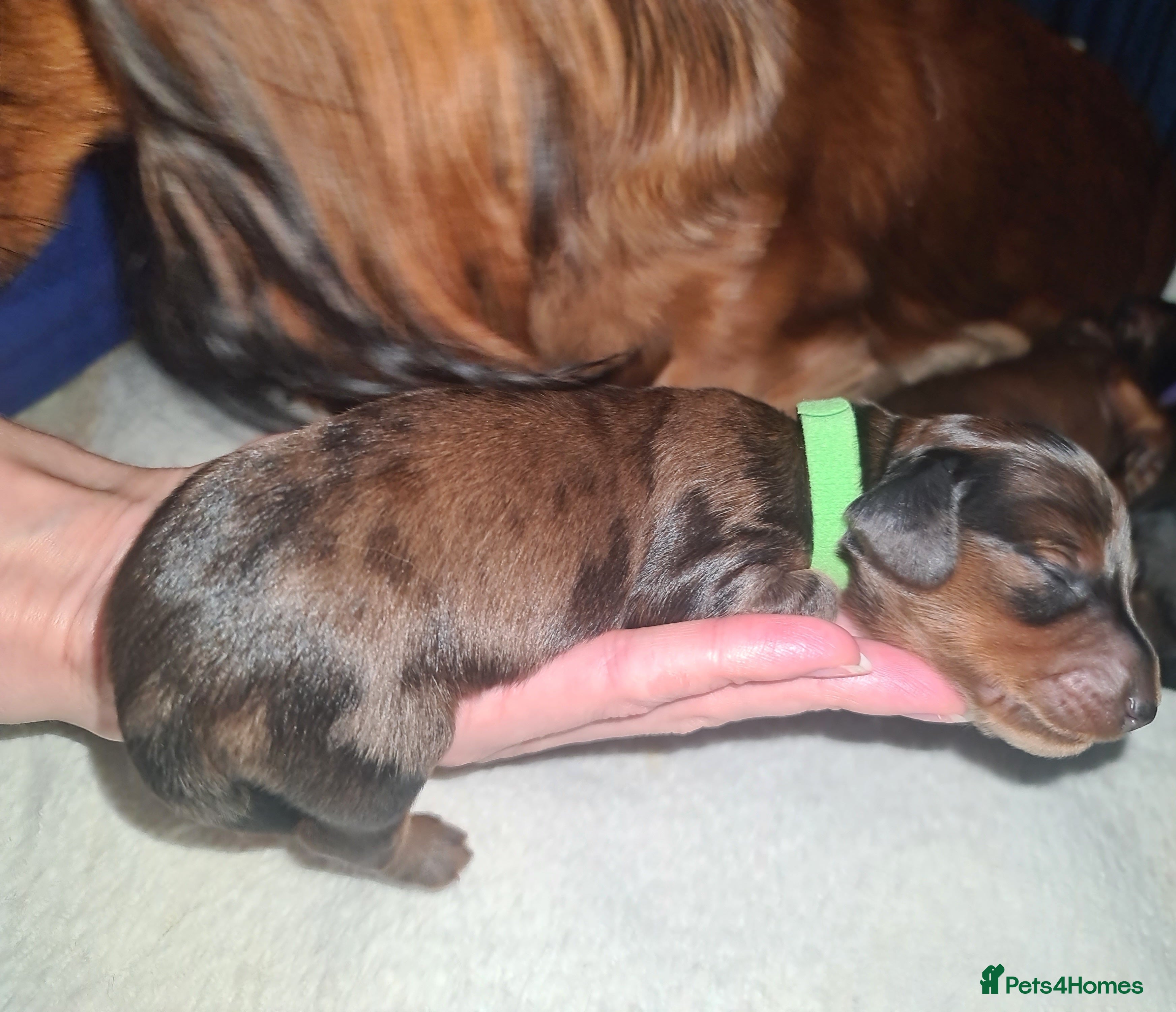 Miniature Dachshund dogs DAPPLE Champion bloodlines Pedigree MINI dach - Advert 6