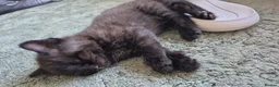 British Shorthair cats for sale: British short haired x maincoon polydactyl kittens - Advert 6
