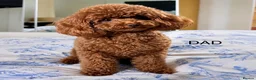 Cavapoo dogs for sale: Toy red teddy bear F1B Cavapoos by Asian toy dad in Chigwell - Advert 11