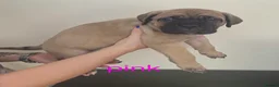Cane Corso dogs for sale: *Ready to leave* Cane Corso puppys  - Advert 21