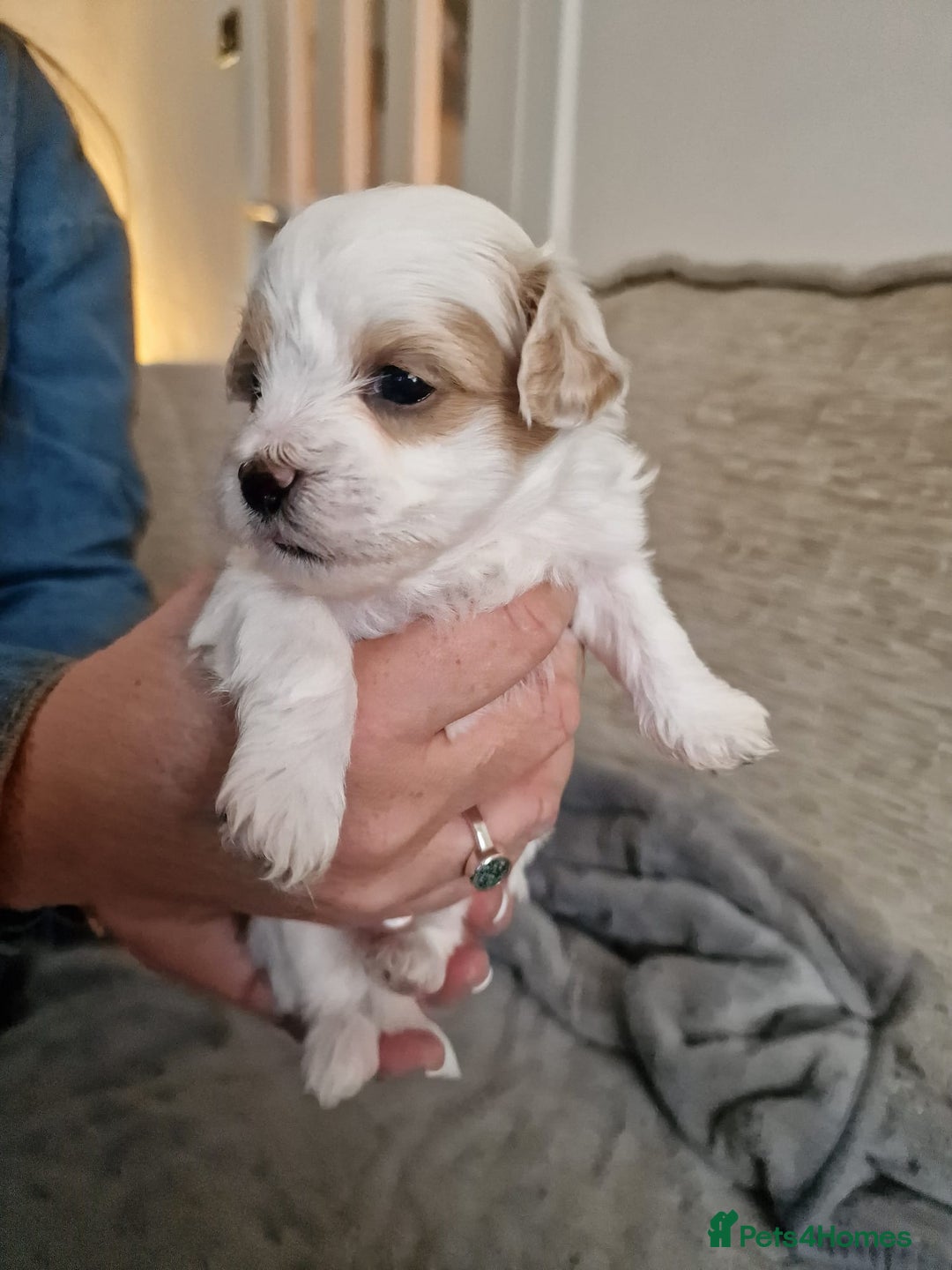 Maltipoo dogs for sale: Minnies maltipoos  - Image 10