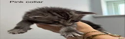 Maine Coon cats for sale: TICA & Council licensed Maine Coon kittens  - Advert 13