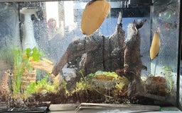 Snails invertebrates for sale: Giant African land snails - Image 1