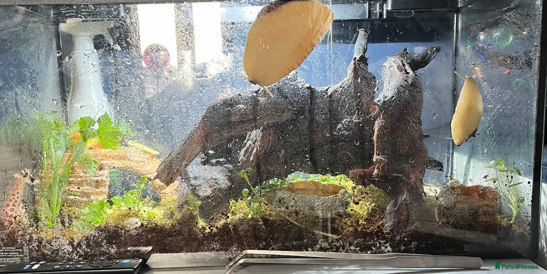 Snails invertebrates for sale: Giant African land snails - Image 1