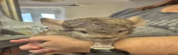 Chinchilla rodents for sale: Male chinchillas for sale - Advert 5