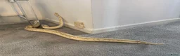Python Snake reptiles for sale: Make royal python  in Newcastle upon Tyne - Advert 7