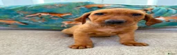 Labrador Retriever dogs for sale: Pedigree Puppies from a Family Home - Advert 20