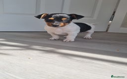 Jack Russell dogs for sale: 2 full jack russells boys - Image 6