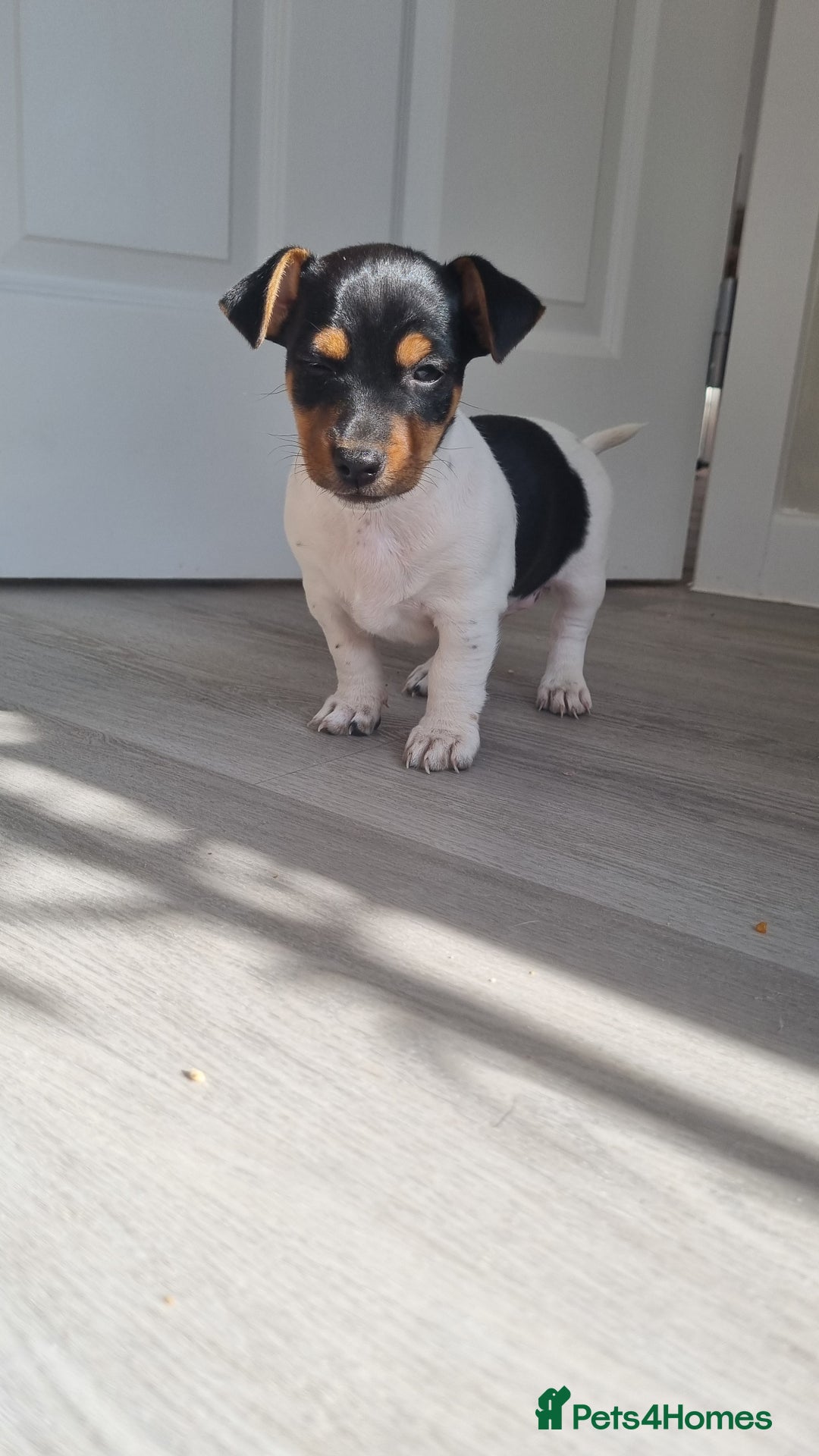 Jack Russell dogs for sale: 2 full jack russells boys - Image 6