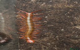 Centipedes invertebrates for sale: Reduced £50 (Scolopendra) Giant Chinese Centipede  - Image 3