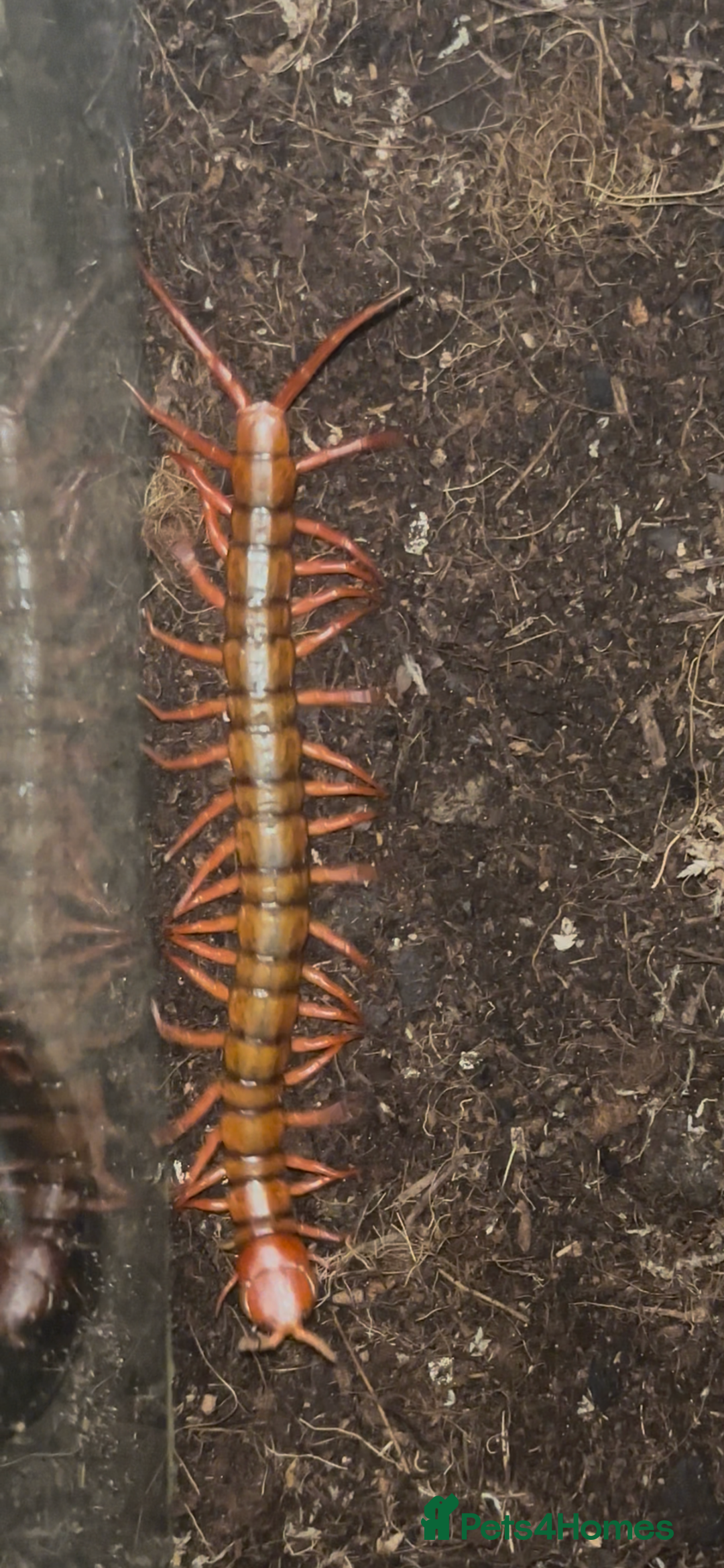 Centipedes invertebrates for sale: Reduced £50 (Scolopendra) Giant Chinese Centipede  - Image 3