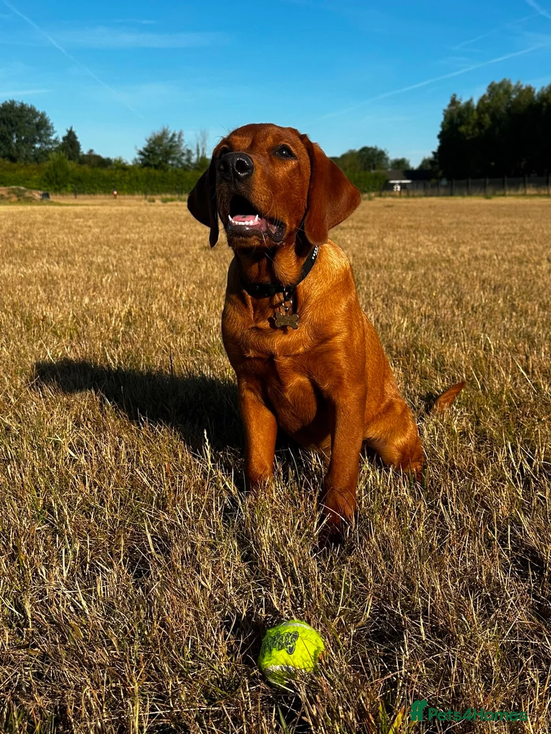 Labrador Retriever dogs for sale: Dark Red Labs. Bred by a Vet - Advert 4