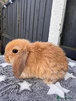 Mini Lop rabbits - Advert 2