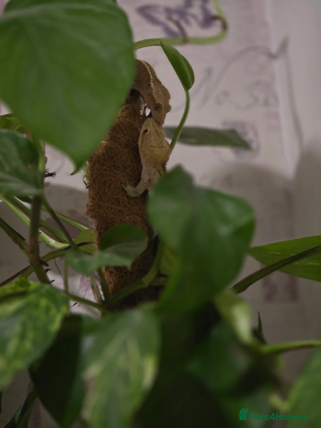 Gecko reptiles for sale: Breading pair of crested geckoes  in Witney - Advert 2