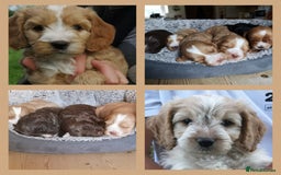 Miniature Poodle dogs for stud: Miniature Poodle KC Reg Fully DNA Health Tested  in Radstock - Image 17