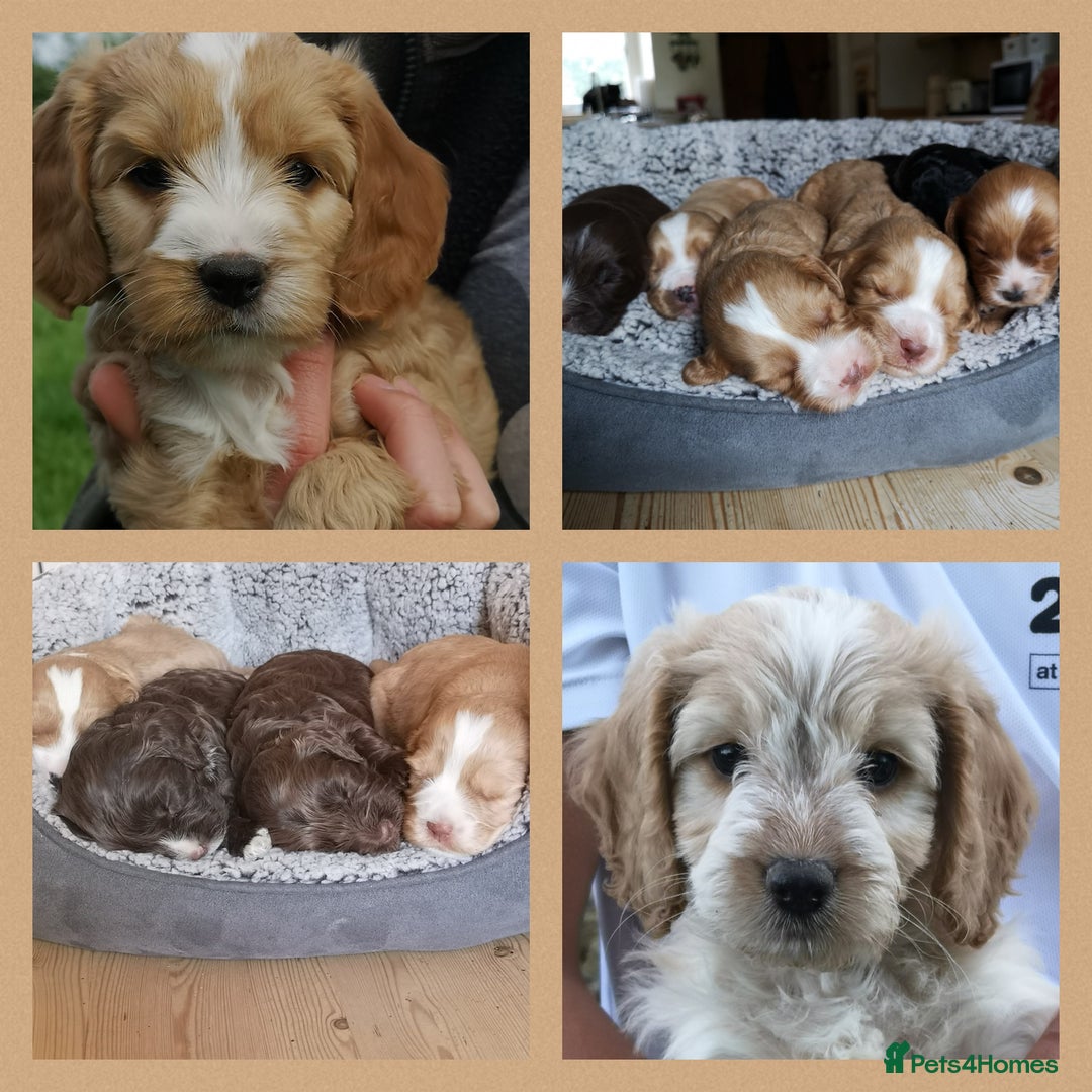 Miniature Poodle dogs for stud: Miniature Poodle KC Reg Fully DNA Health Tested  in Radstock - Image 17