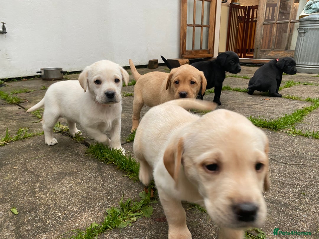 Labrador Retriever dogs for sale: Stunning Labrador Puppies - Image 10