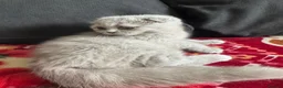 Scottish Fold cats for sale: Scottish fold/straight kittens - Advert 4