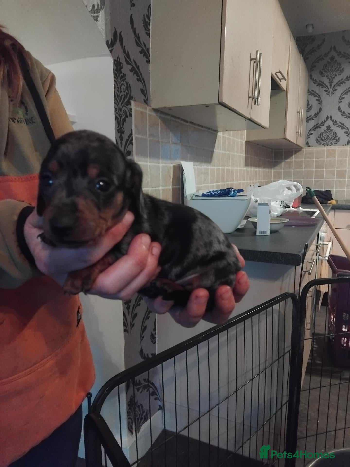 Miniature Dachshund dogs for sale: Kc reg miniature dashchund puppies  - Advert 3