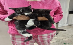 Mixed Breed cats for sale: kittens - Image 1