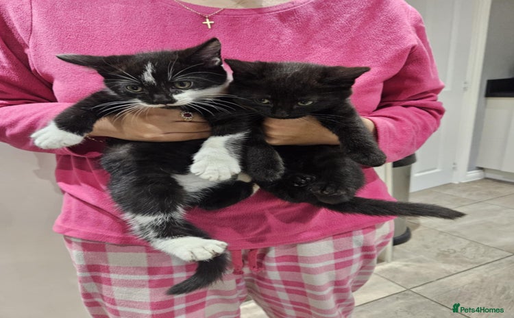 Mixed Breed cats - Advert 7