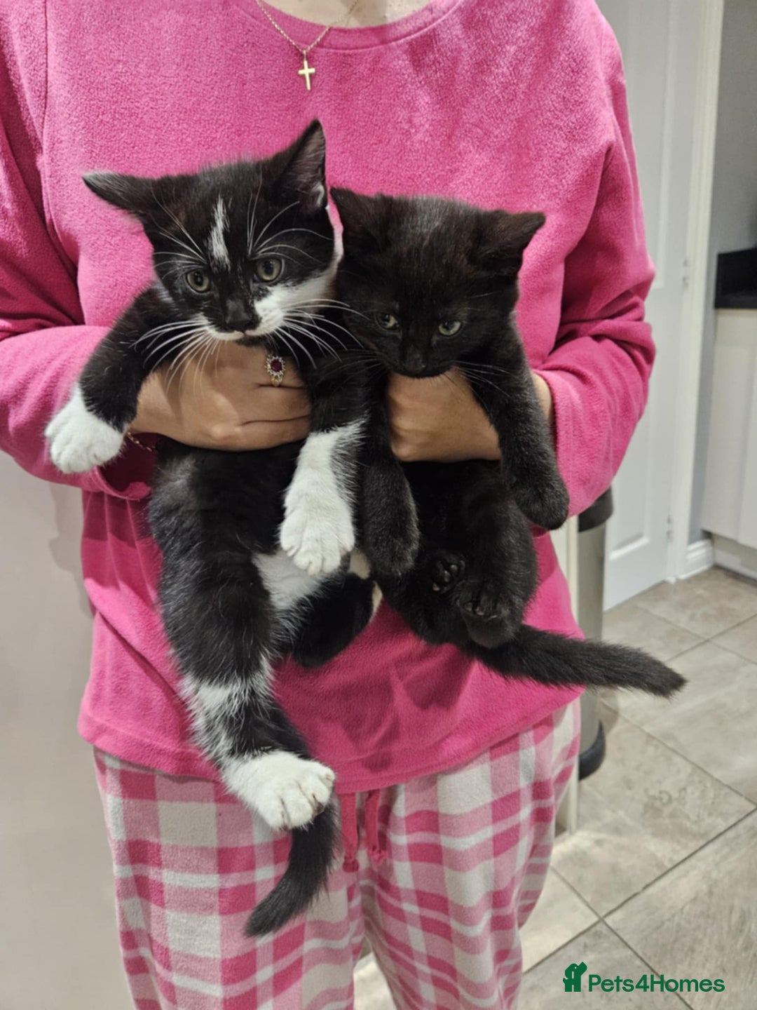 Mixed Breed cats for sale: kittens - Image 1